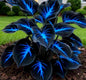 Blue Flame Hostas and Free Organic Pot Mix 100 Grams